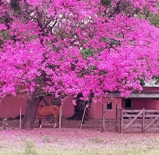 Lapacho en flor.