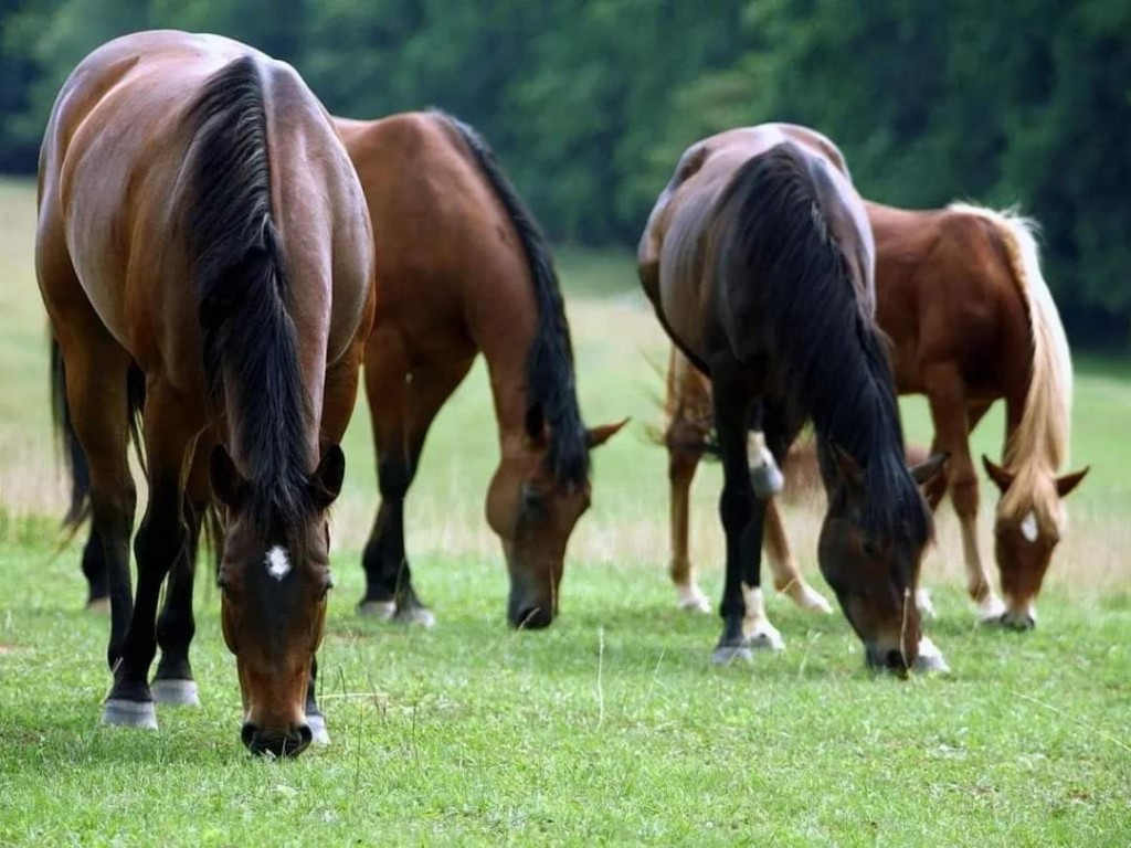 Encefaliomilitis equina los cuidados y prevención para evitar la propagación. 